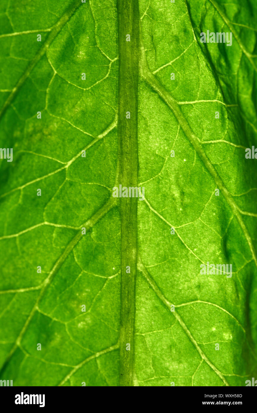 green leaf close up nature background Stock Photo - Alamy