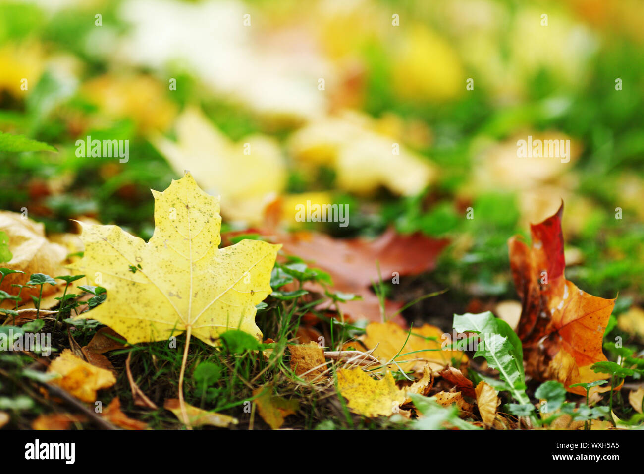 autumn leaves in the park Stock Photo - Alamy