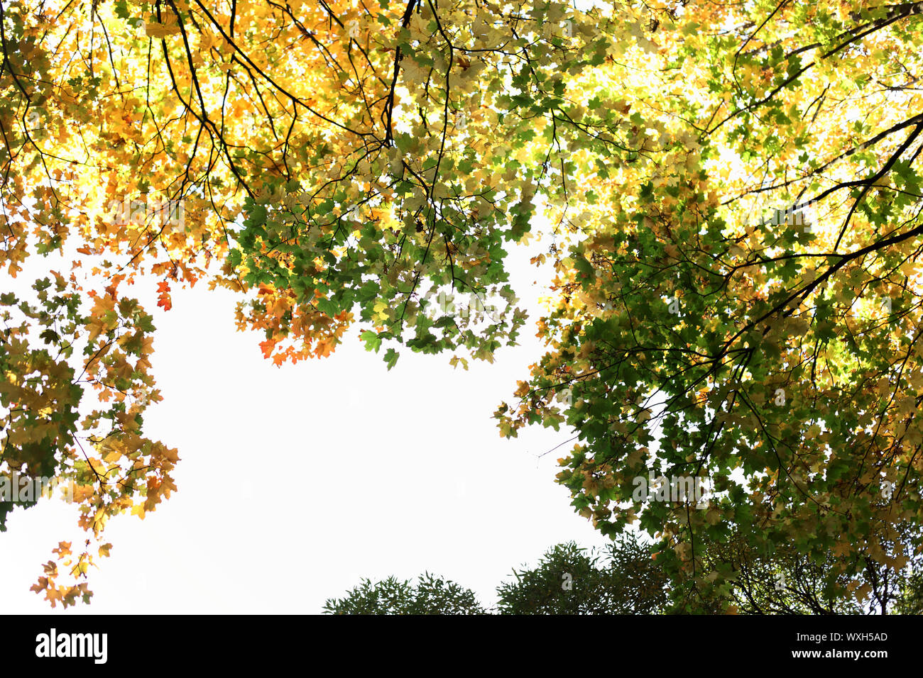 autumn leaves in the park Stock Photo - Alamy