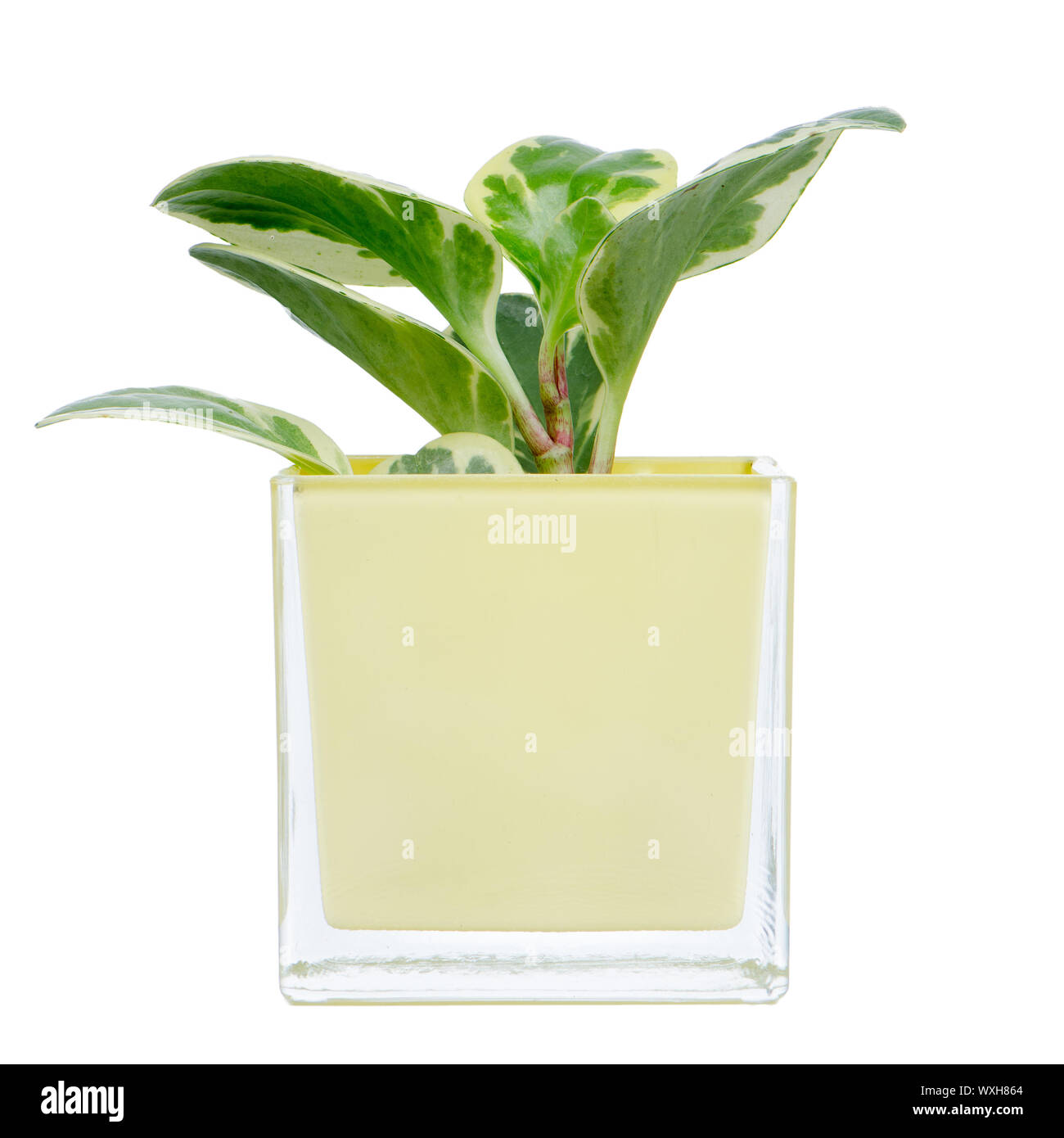 Houseplant in glass pot isolated on white background Stock Photo - Alamy