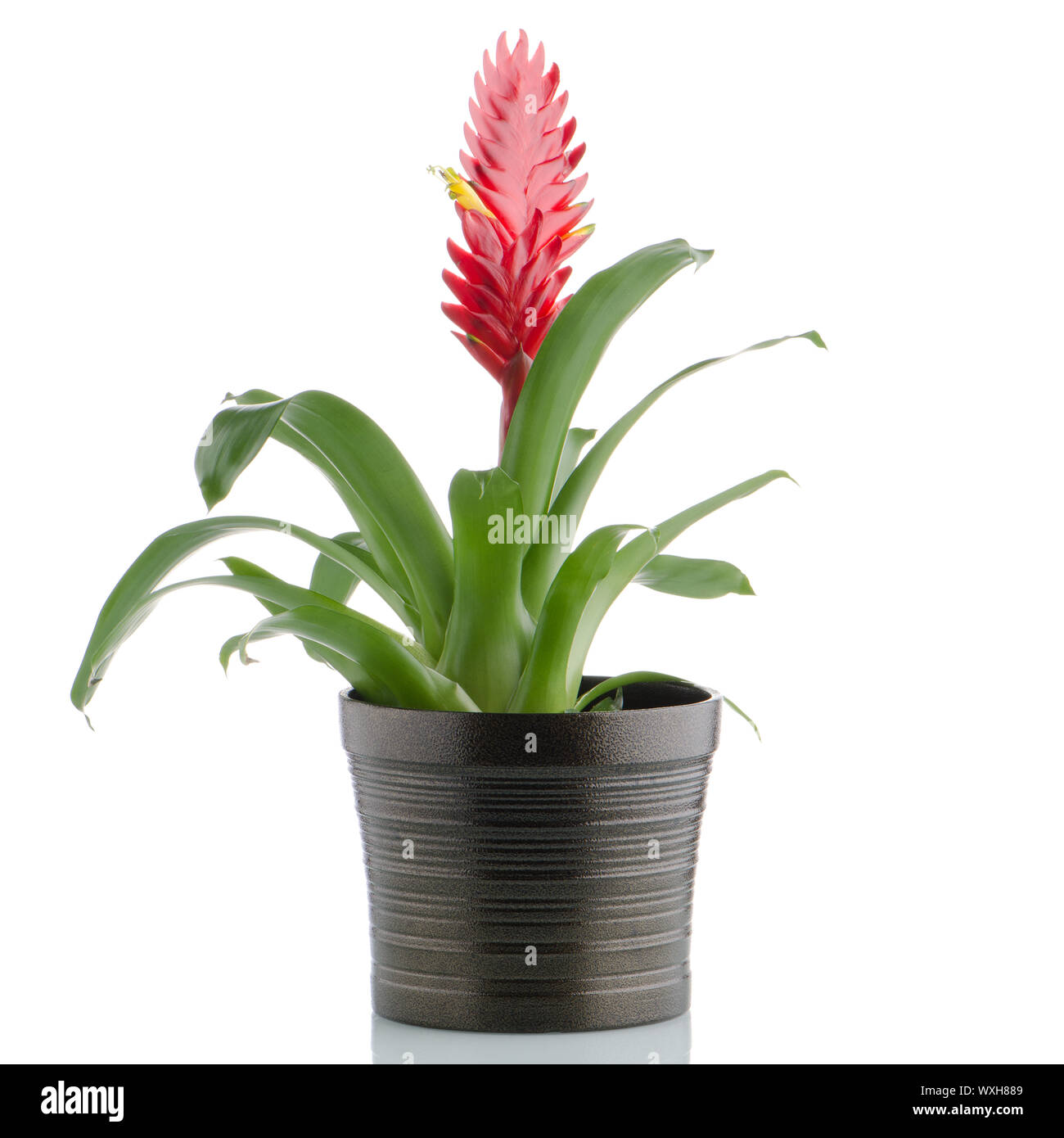 Red bromelia flower on white background. Stock Photo