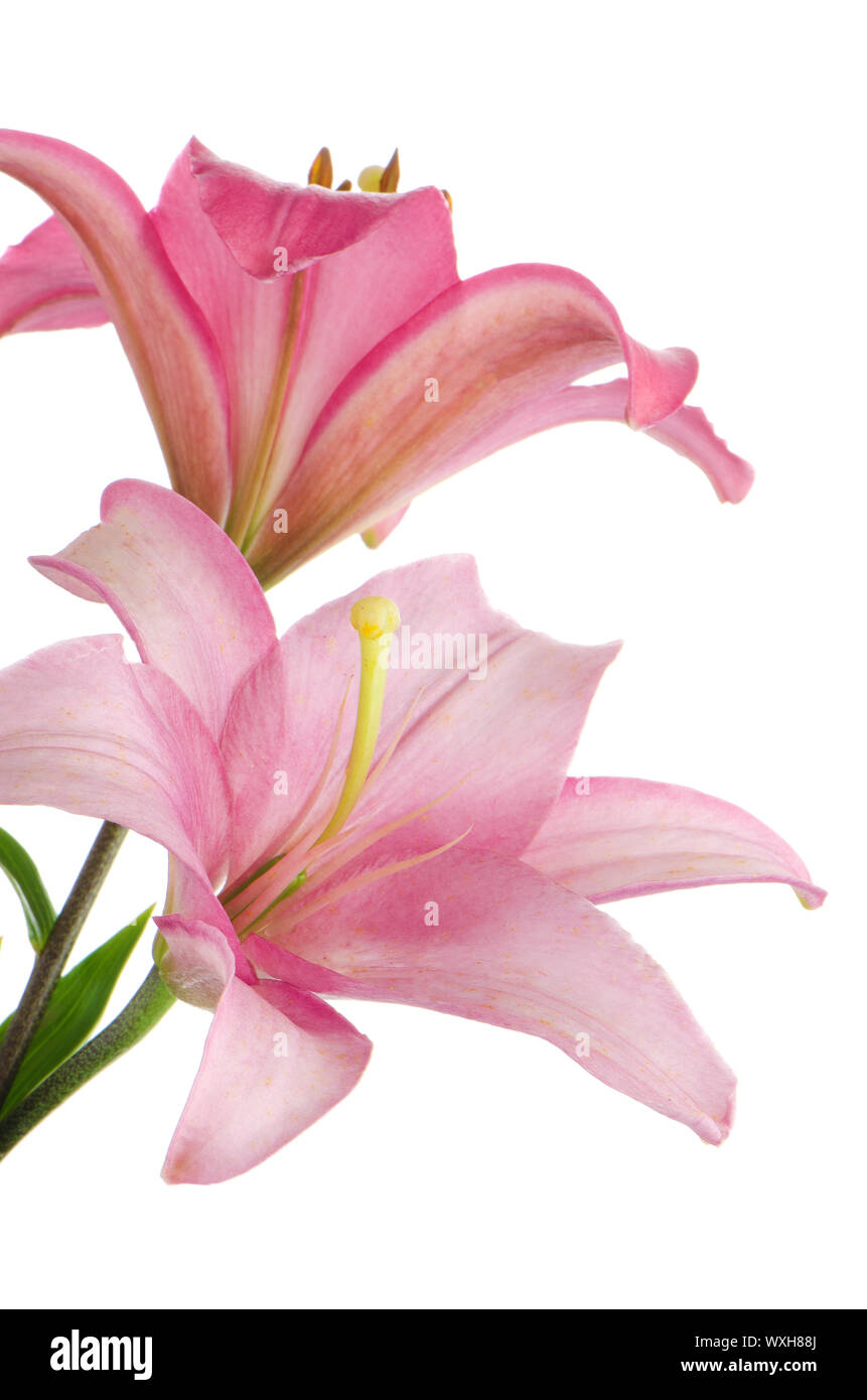 Beautiful pink lilies isolated on white background Stock Photo - Alamy