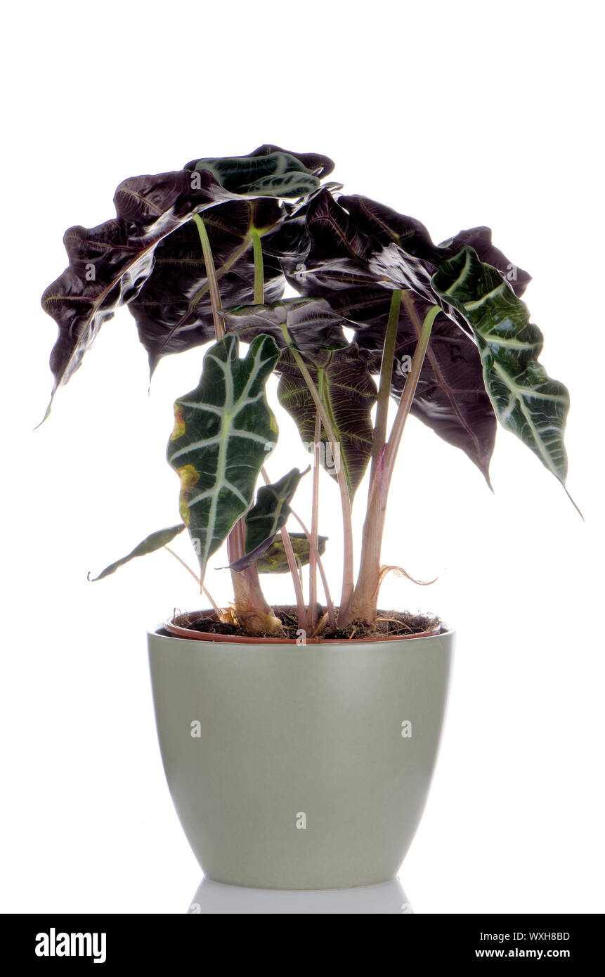 Houseplant in pot isolated on white background Stock Photo - Alamy