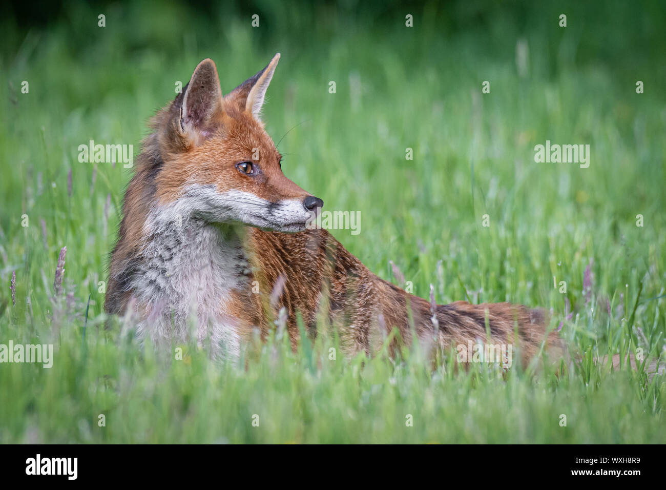 An alert red fox Vulpes. it is looking to the right with ears pricked Stock Photo