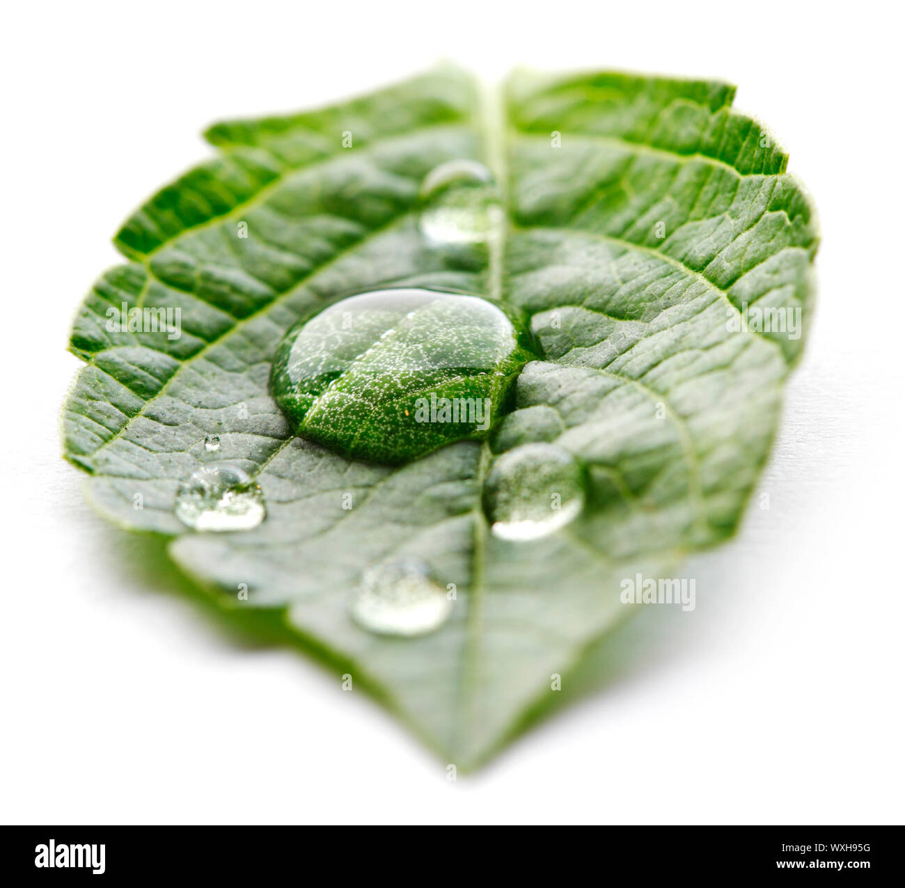Water drop on leaf isolated on white background macro Stock Photo - Alamy