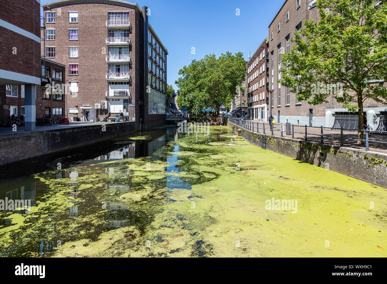 Rotterdam, Netherlands. June 28, 2019. Maas river covered with pollen grain crosses city a sunny day, Blue sky and urban background. Stock Photo