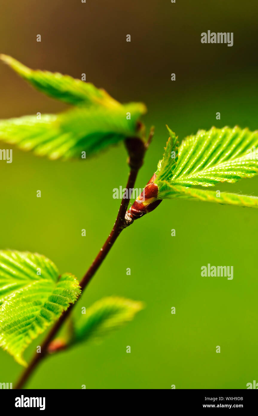 Green spring leaves budding new life in clean environment Stock Photo