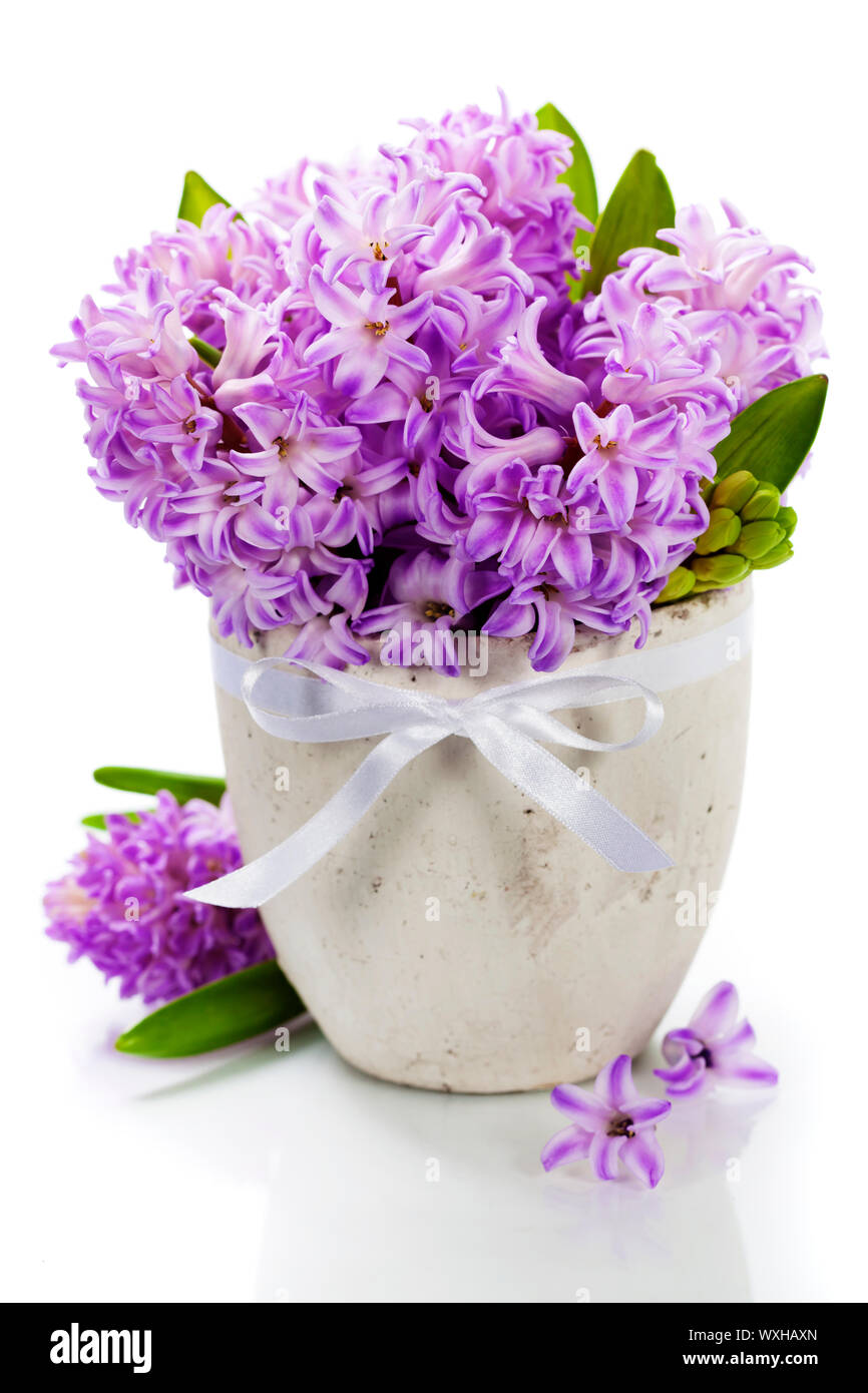 Beautiful Hyacinths in vase over white Stock Photo Alamy