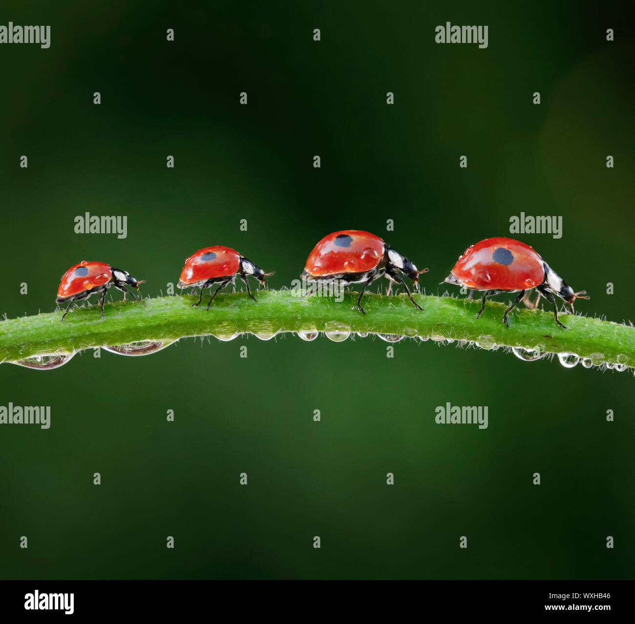 Two-spotted Ladybird, Two-spotted Lady Beetle (Adalia bipunctata). Five beetles on a dew-covered balde of grass. Digital composing. Stock Photo