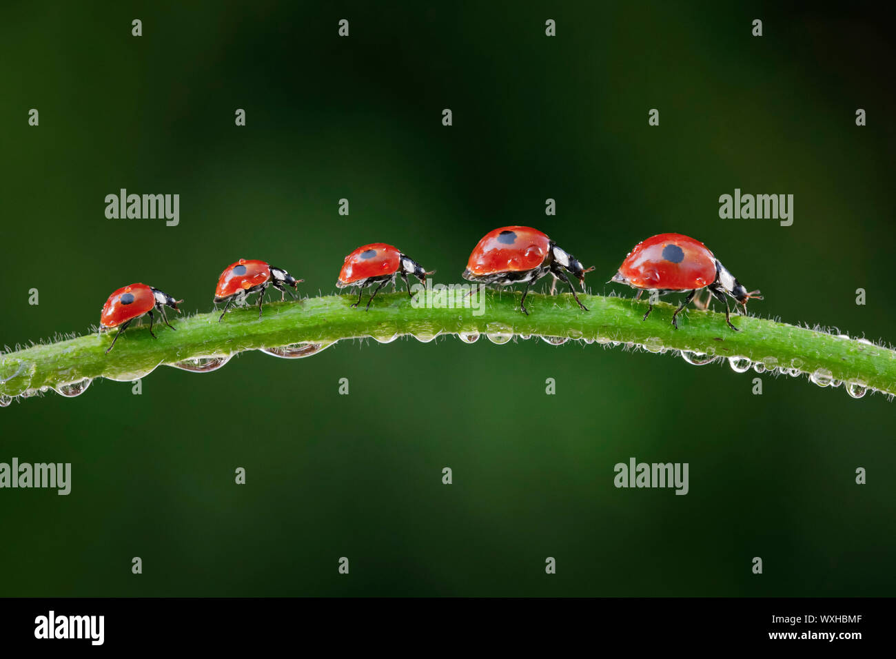 Two-spotted Ladybird, Two-spotted Lady Beetle (Adalia bipunctata). Five beetles on a dew-covered stalk. Digital composing. Stock Photo