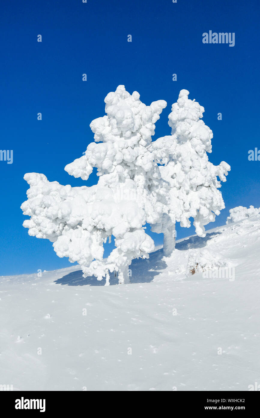 Norway Spruce (Picea abies). Two snowy trees. Switzerland Stock Photo