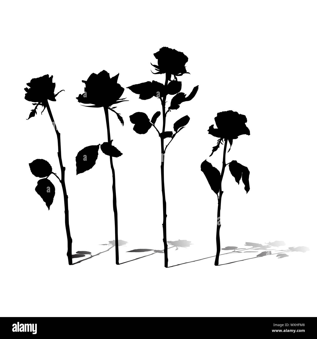Roses silhouettes collection with shadows isolated on white Stock Photo