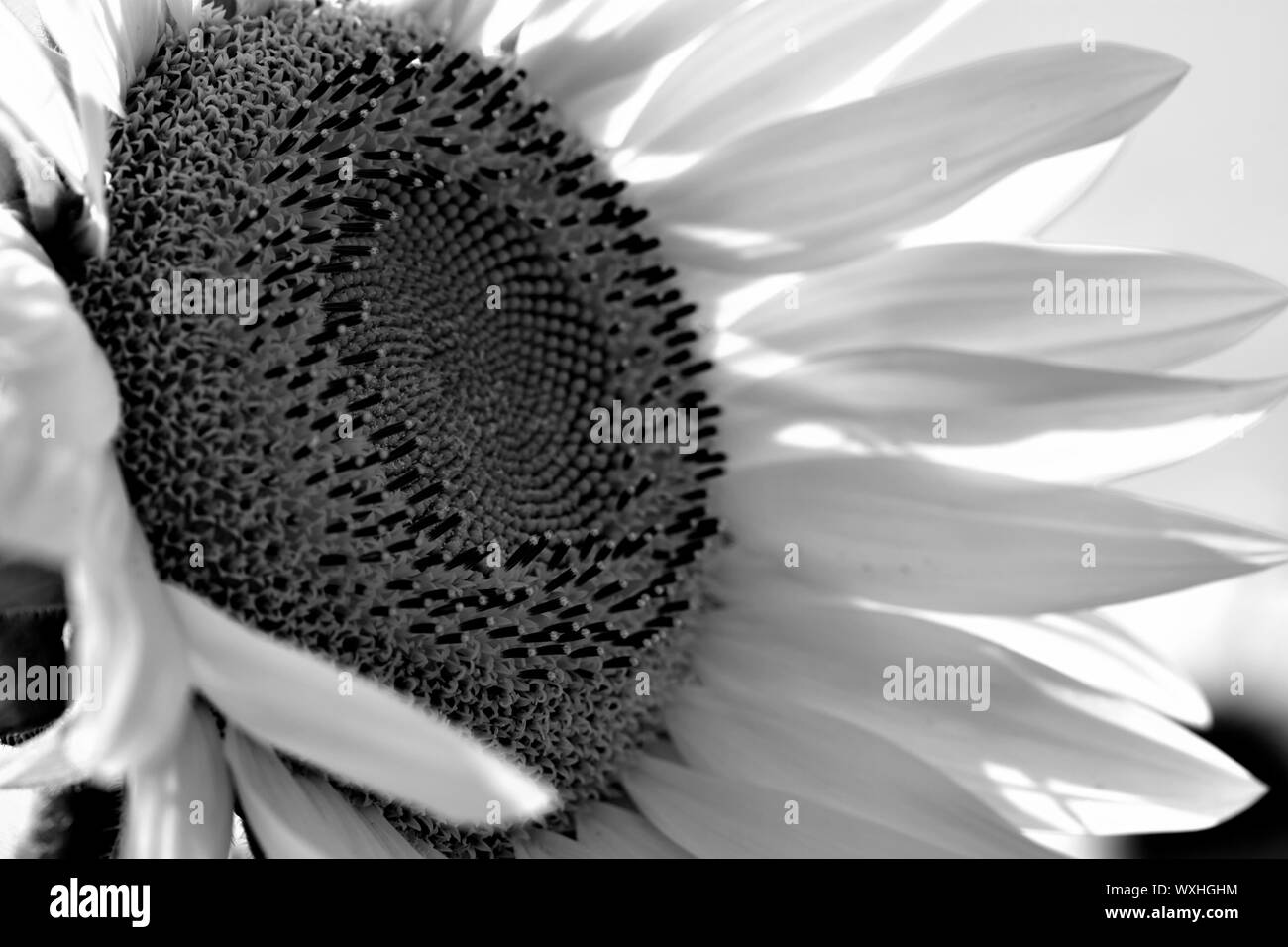 Sunflower in the sun Black and White Stock Photos & Images - Alamy