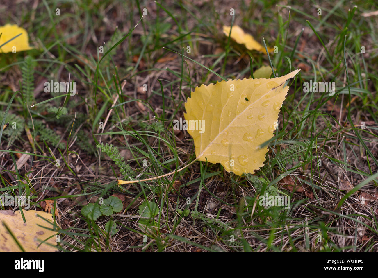 Autumn yellow leaves lying on the ground in autumn Park around fall ...