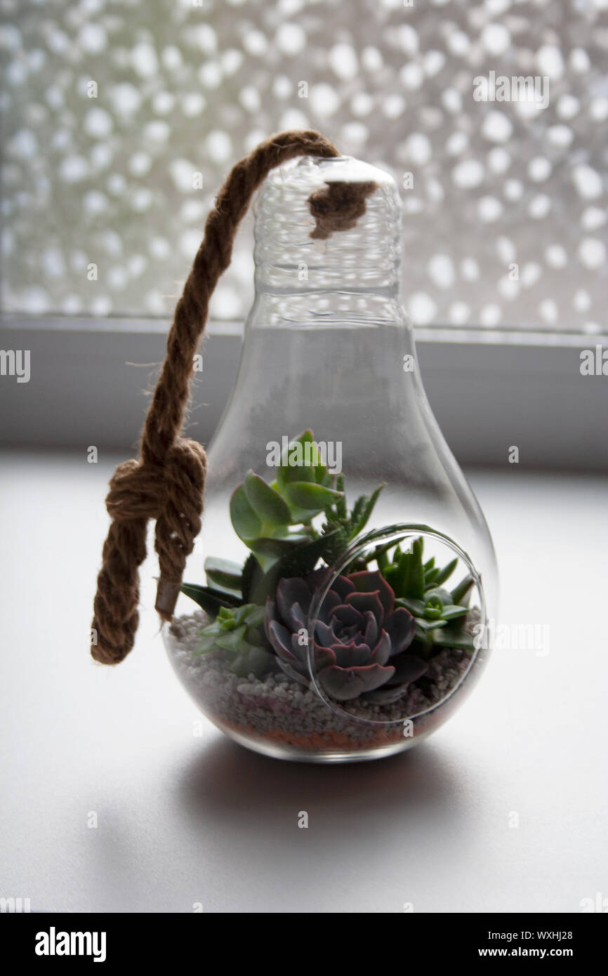 Glass light bulb terrarium with various succulent plants in home