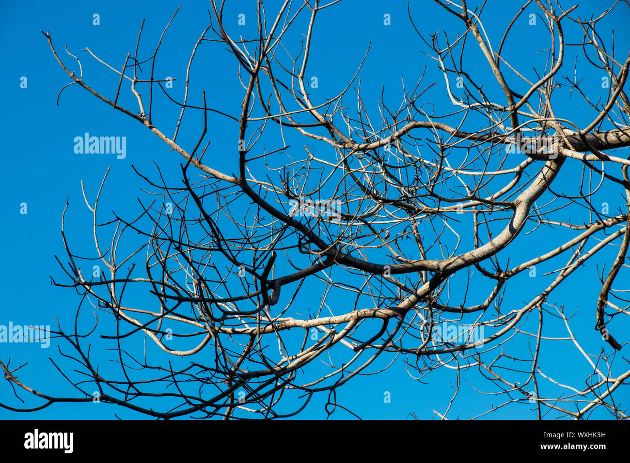 Dry tree with cloudy blue sky Stock Photo - Alamy
