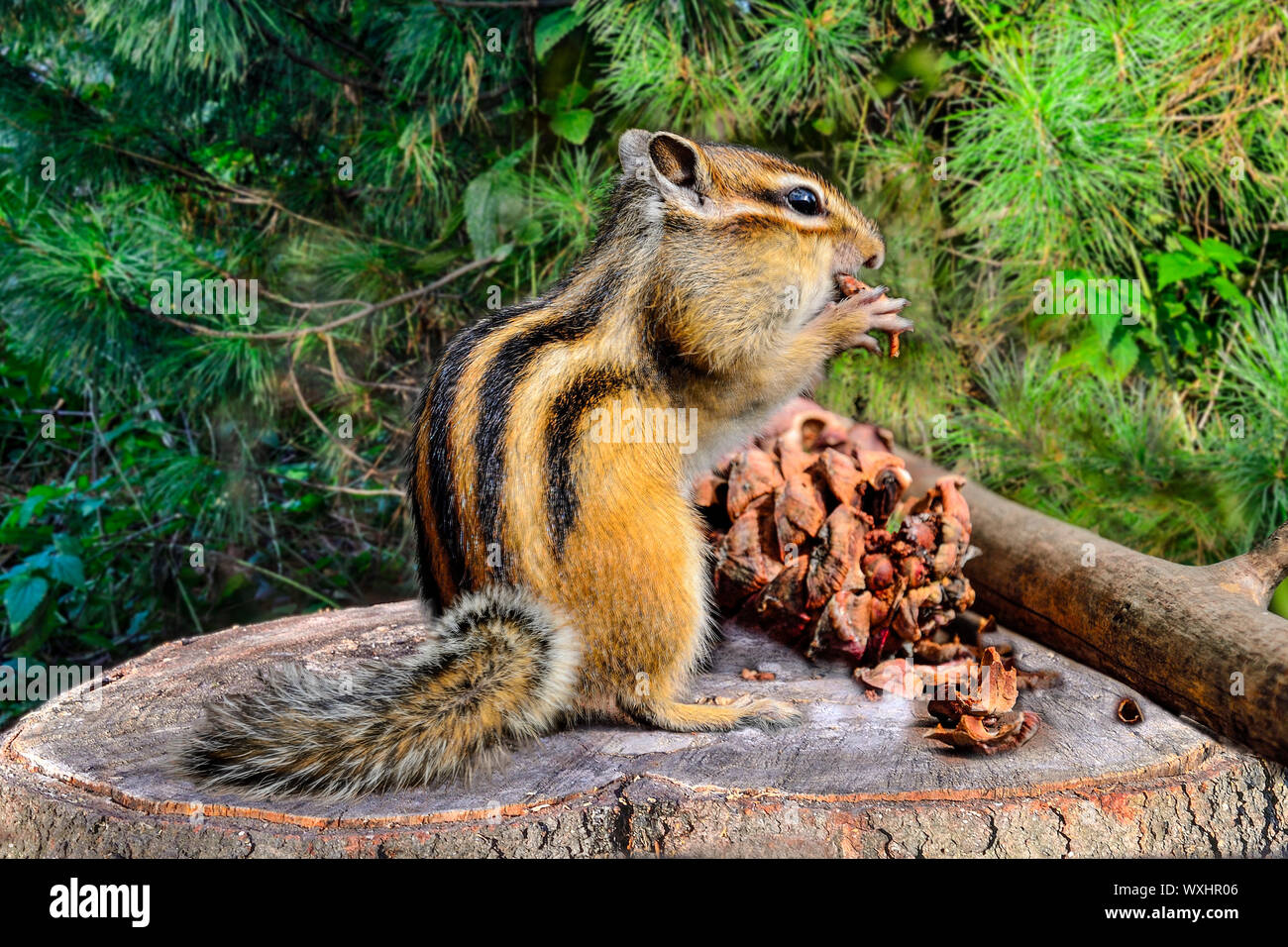 Funny fluffy chipmunk sits on a stump and peels off a pine cone, stuffs its cheeks with pine nuts, harvesting food for the winter. Chipmunk close up, Stock Photo