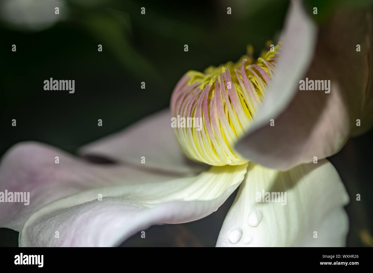 Close up of gustavia gracillima flower - text space - selected focus Stock Photo