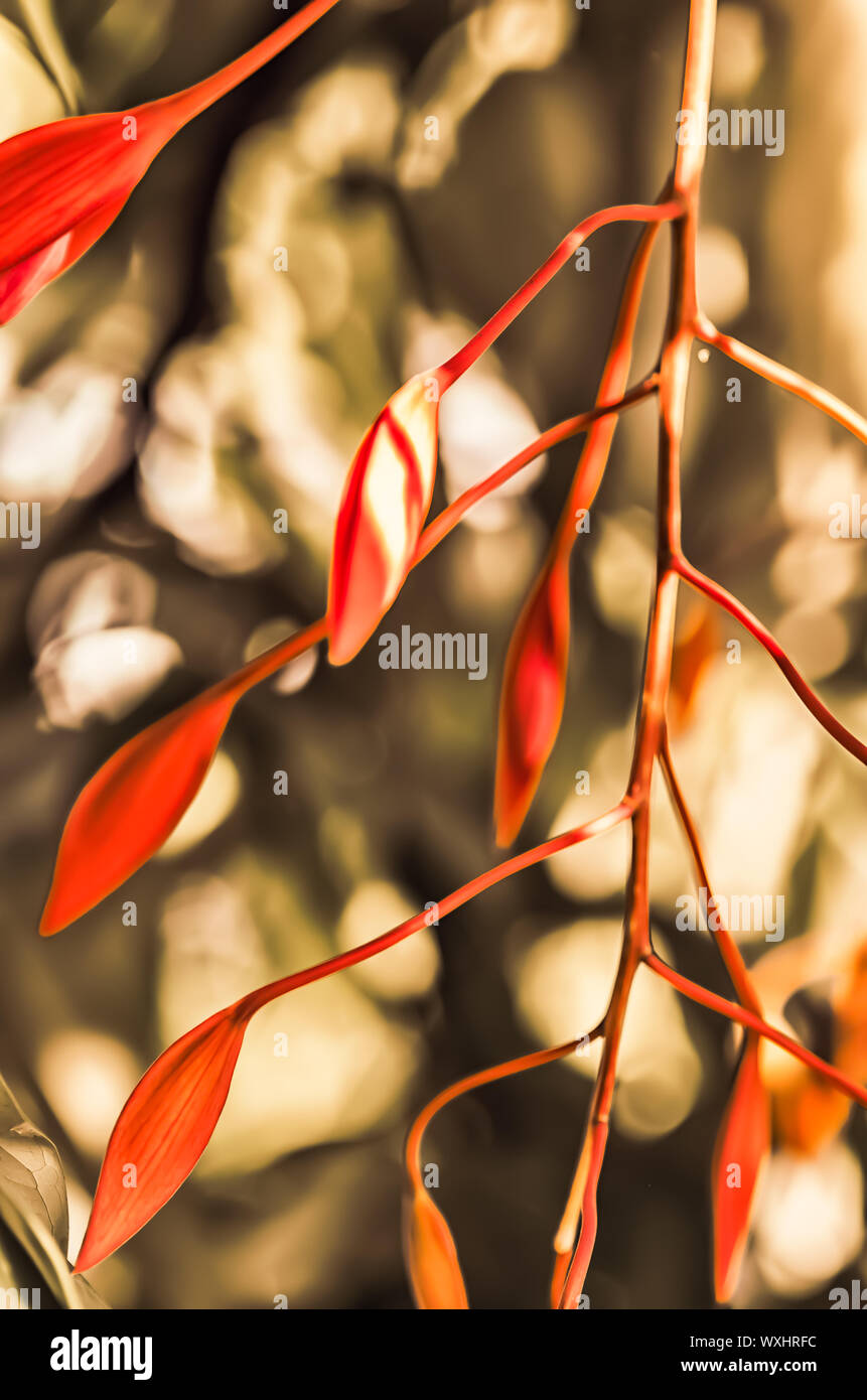 Amherstia nobilis flower before it blooms selected focus Stock Photo