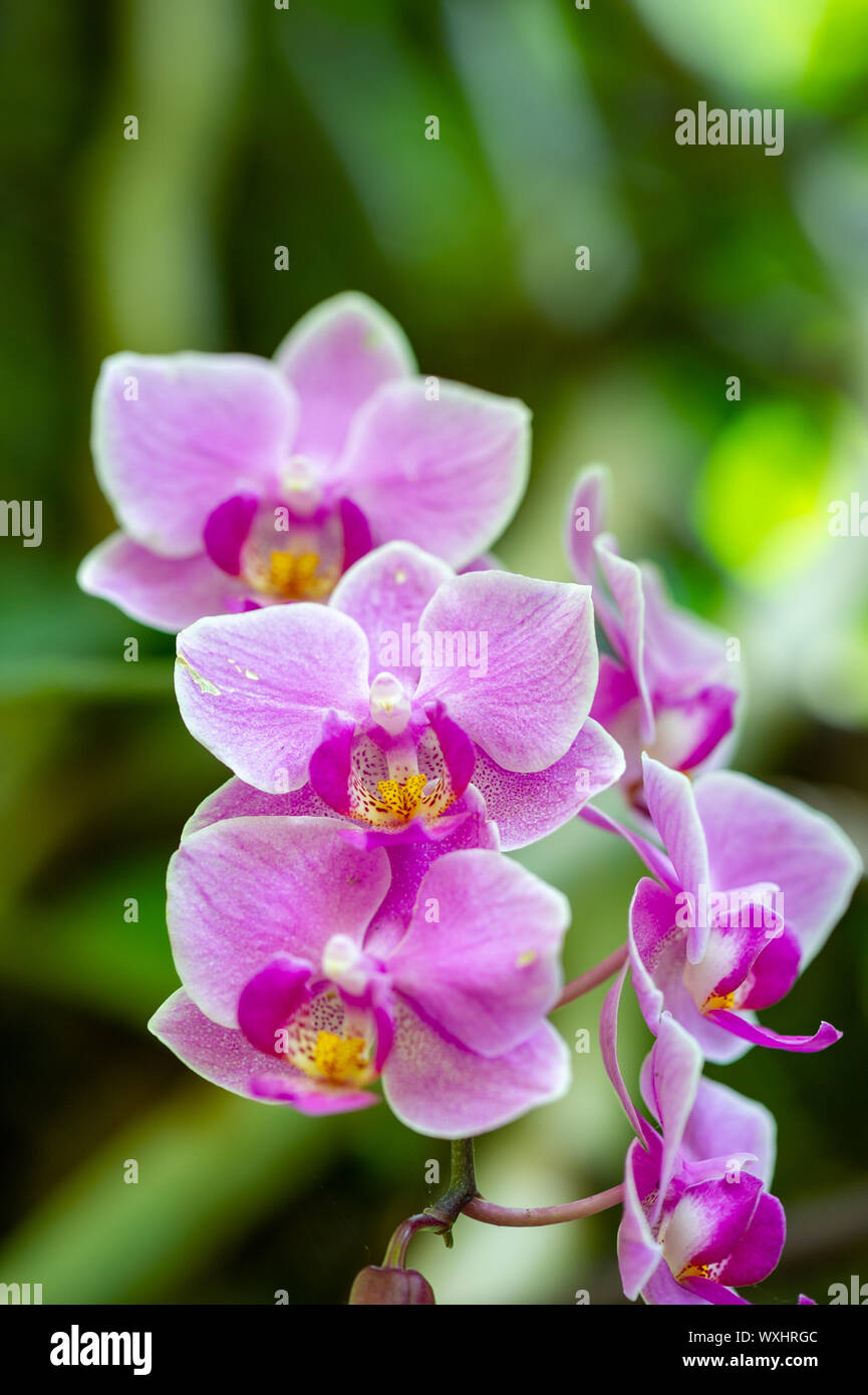 Violet orchids flower hires stock photography and images Alamy