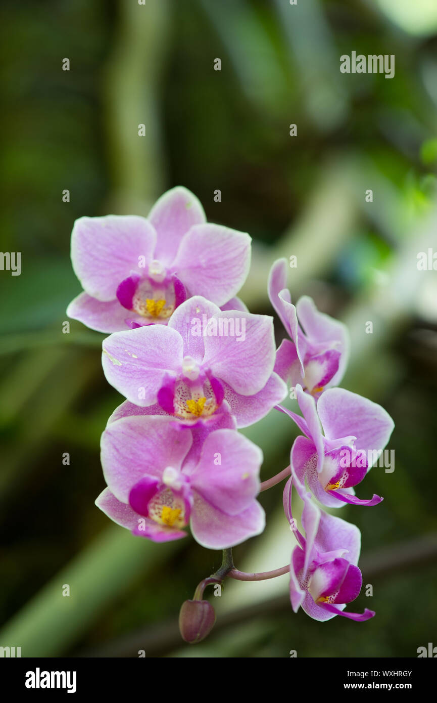 Violet orchids flower hires stock photography and images Alamy