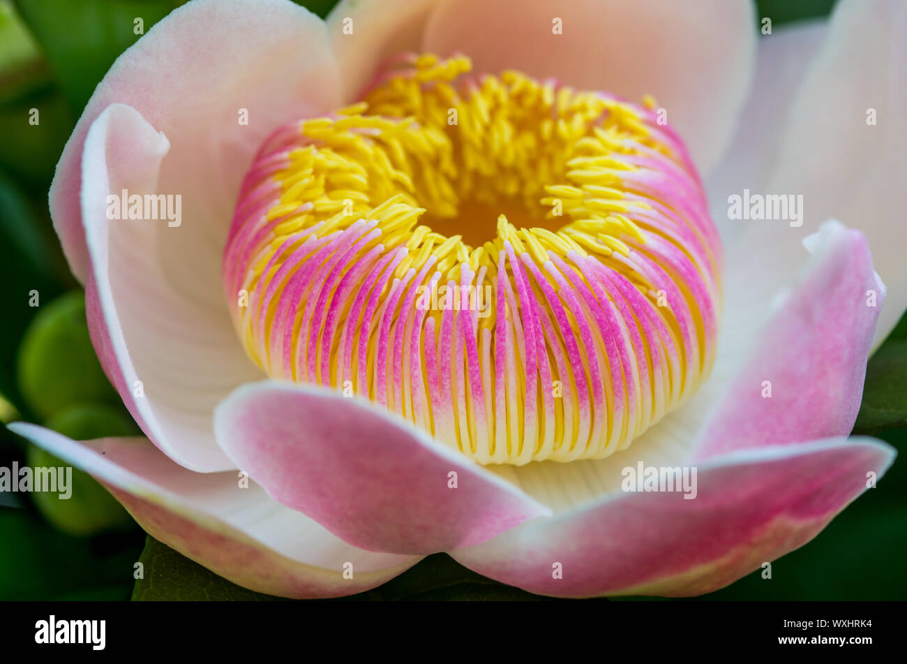 Close up of gustavia gracillima flower Stock Photo