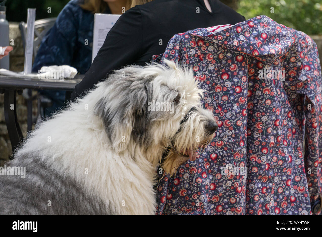 Old english sheepdog uk hi-res stock photography and images - Alamy