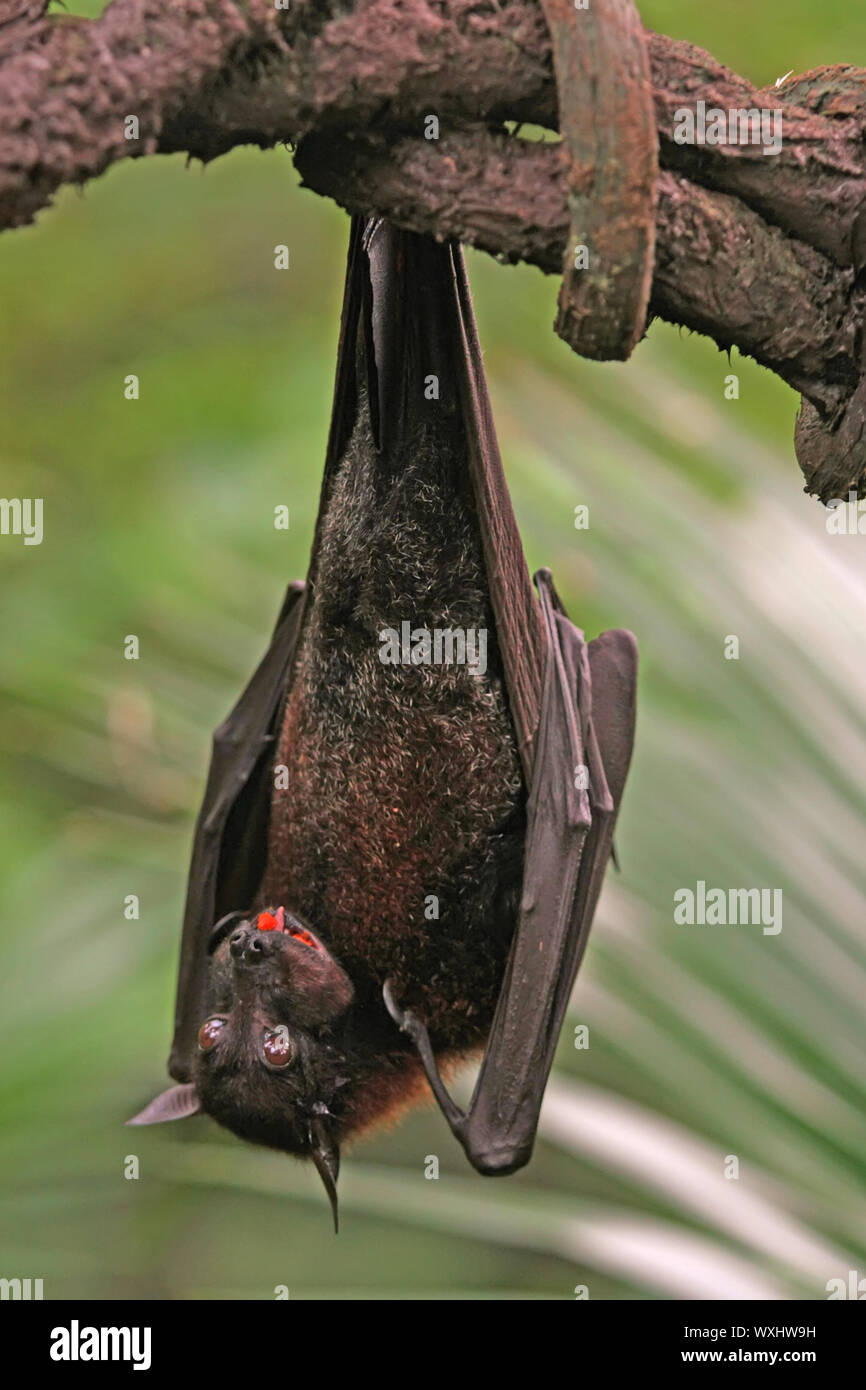 Fruit Bat Stock Photo