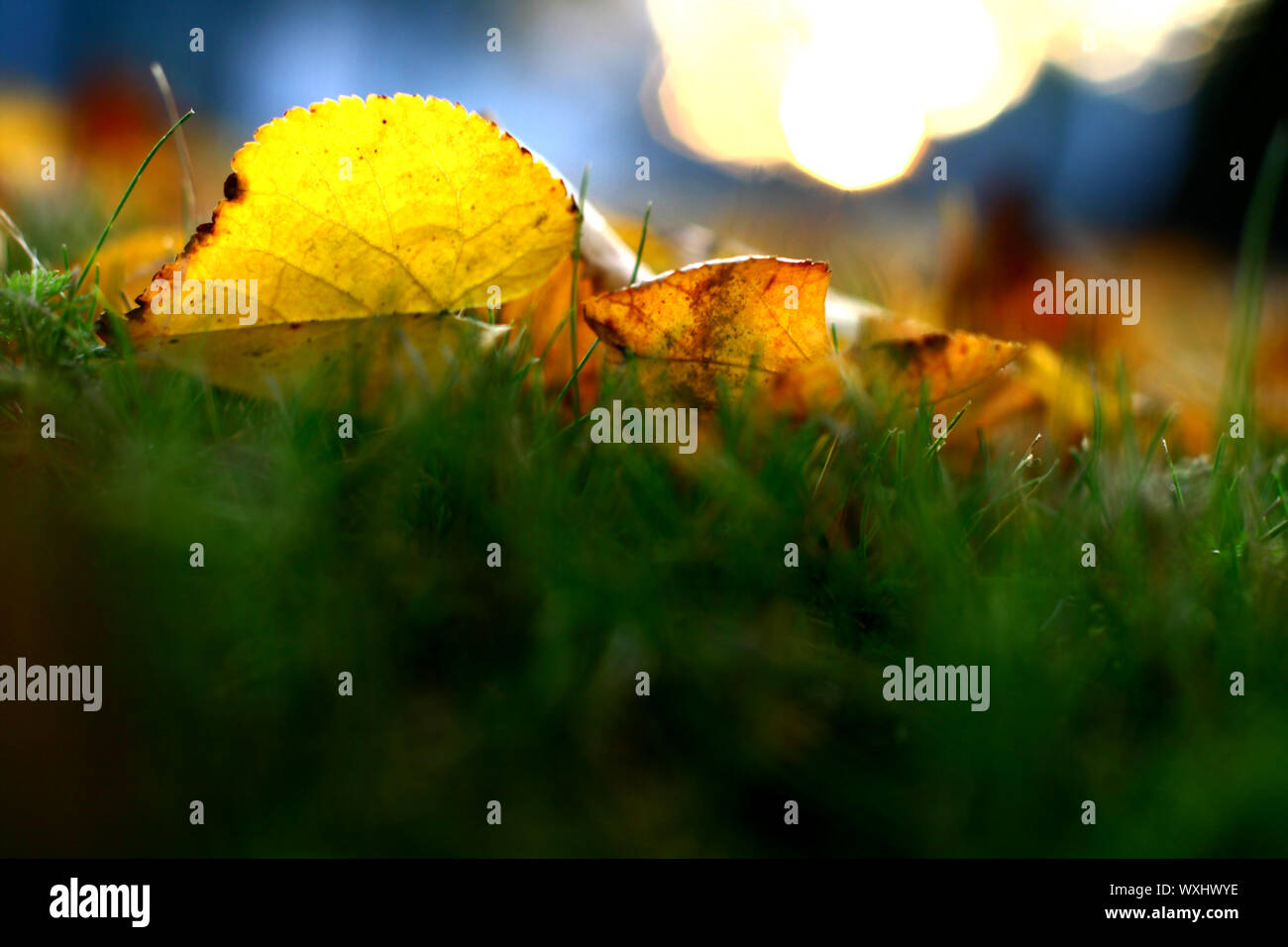 golden leaves on last green grass Stock Photo - Alamy