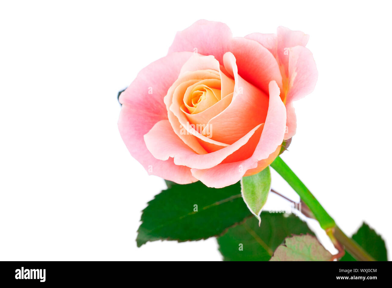 pink rose with leaves isolated on white Stock Photo - Alamy