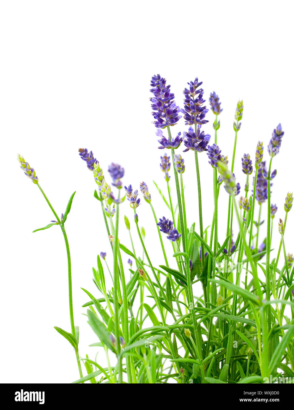 a bunch of lavender flowers on a white background Stock Photo - Alamy