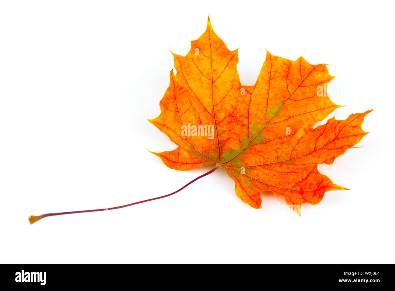 autumn maple leaf isolated on white background Stock Photo - Alamy
