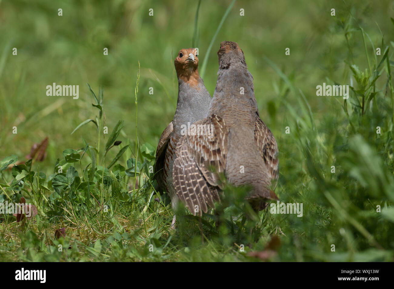 Grey partridge pair hi-res stock photography and images - Alamy