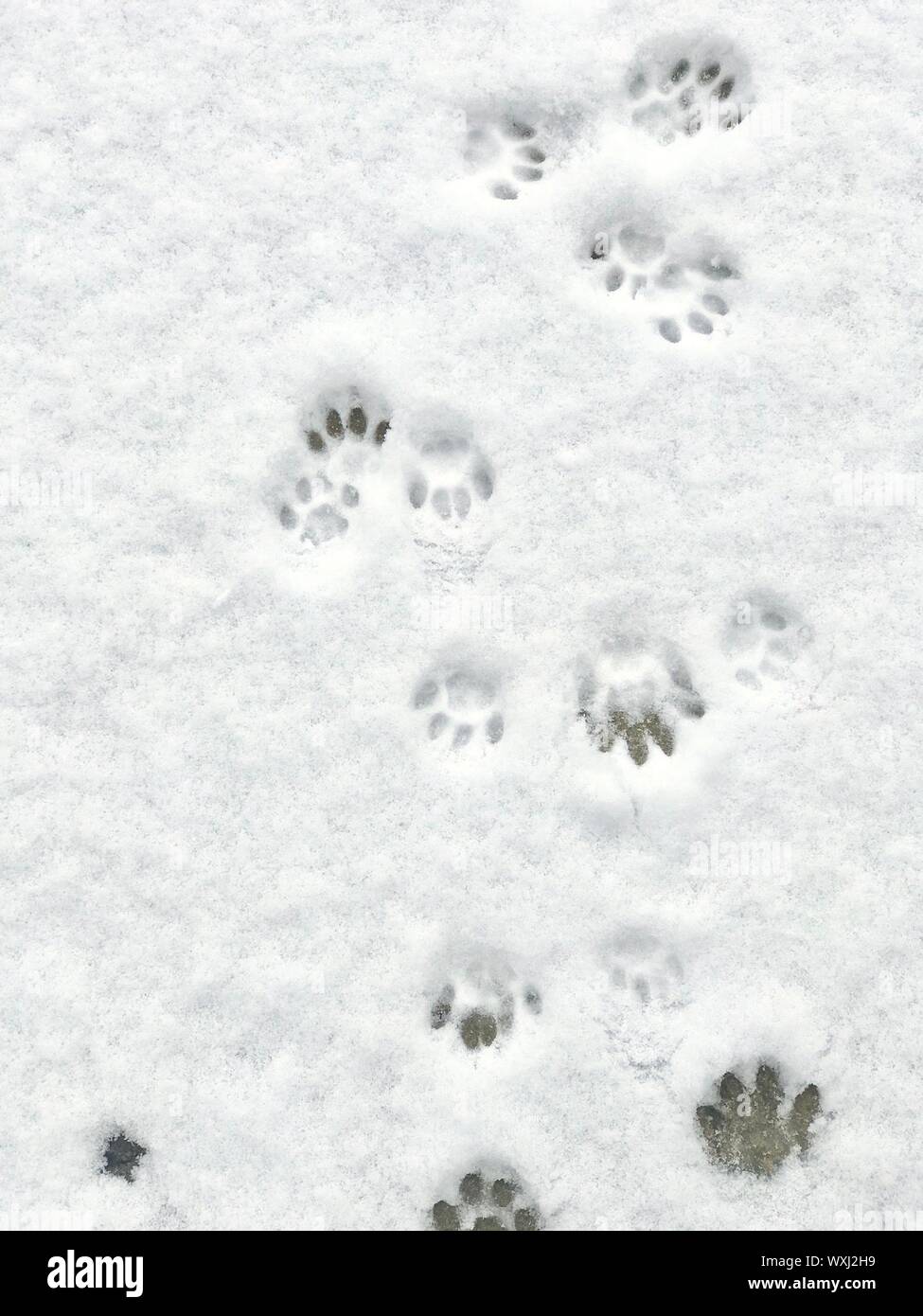 Cat footprints in the snow Stock Photo Alamy