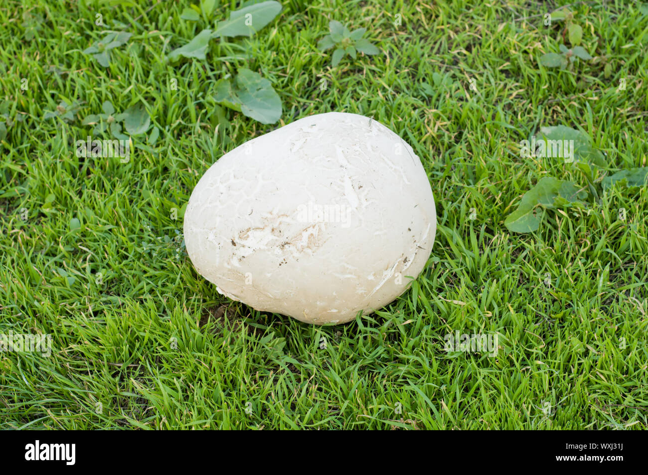 big puffball on green grass Stock Photo