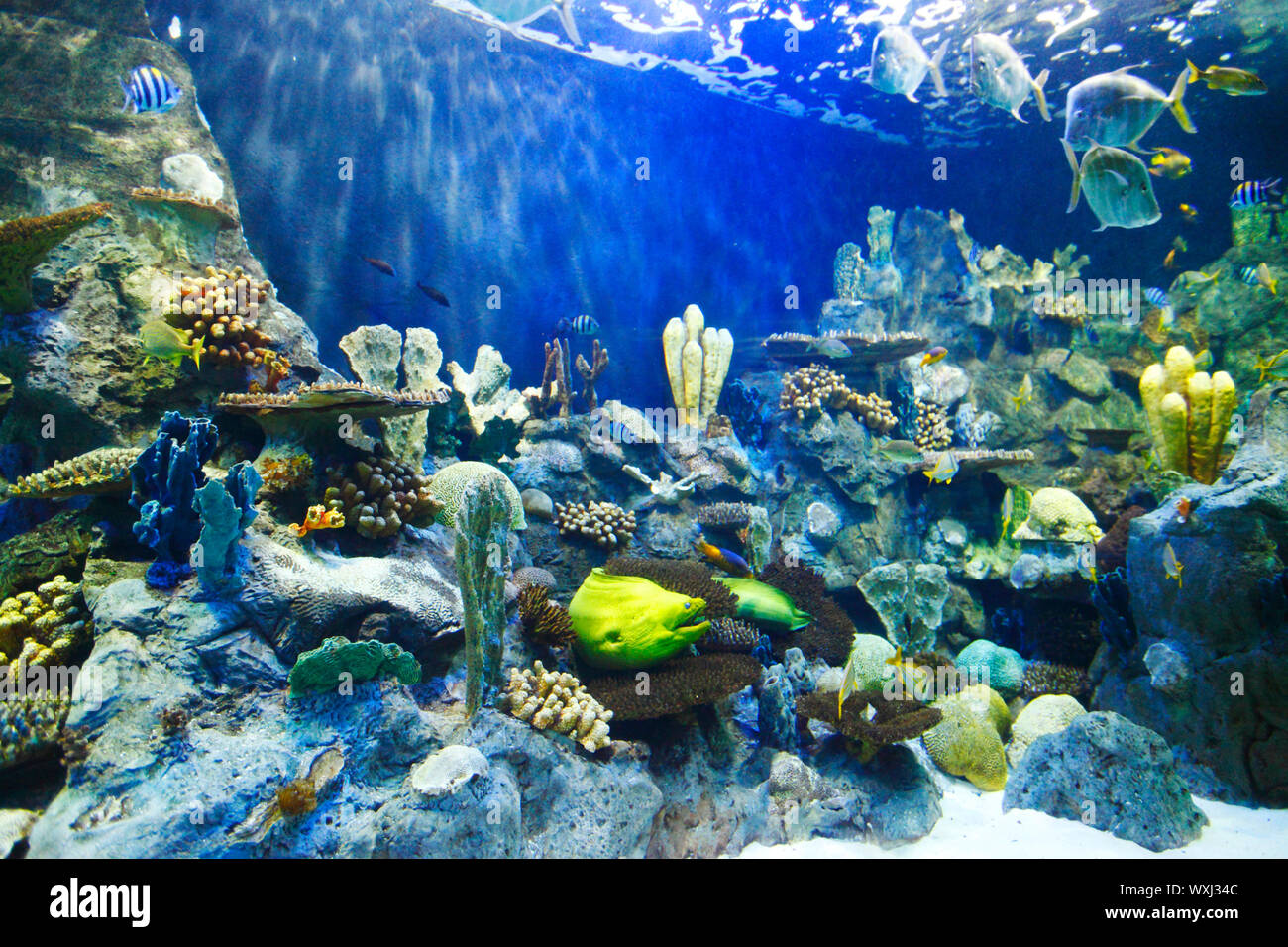 Various tropical fish on a coral reef Stock Photo - Alamy