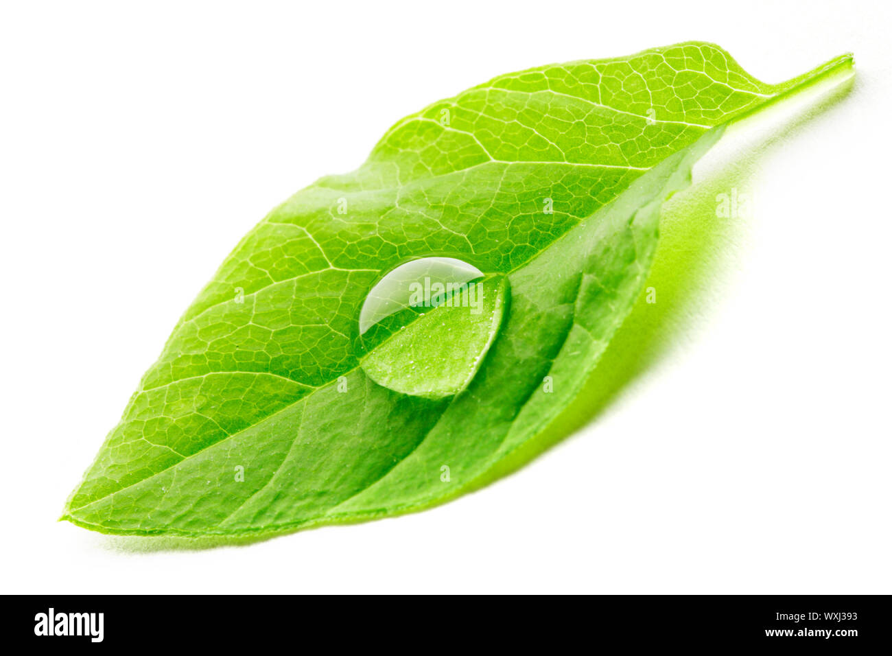 Water drop on leaf isolated on white background macro Stock Photo - Alamy
