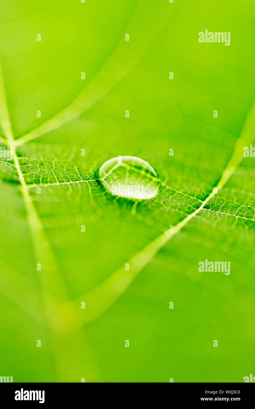 Water drop on fresh green leaf macro Stock Photo - Alamy