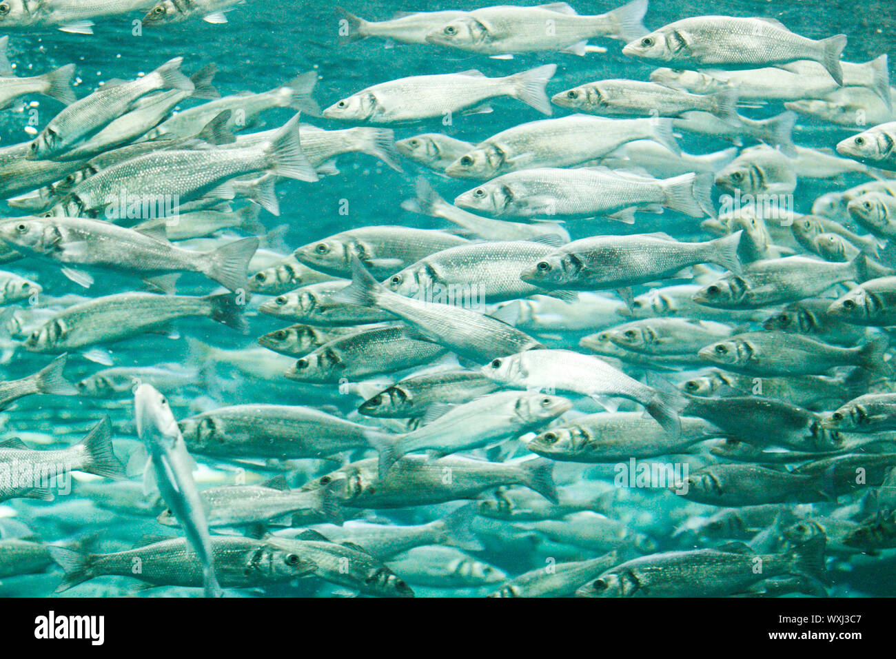 Many mackerel fish, underwater view Stock Photo Alamy
