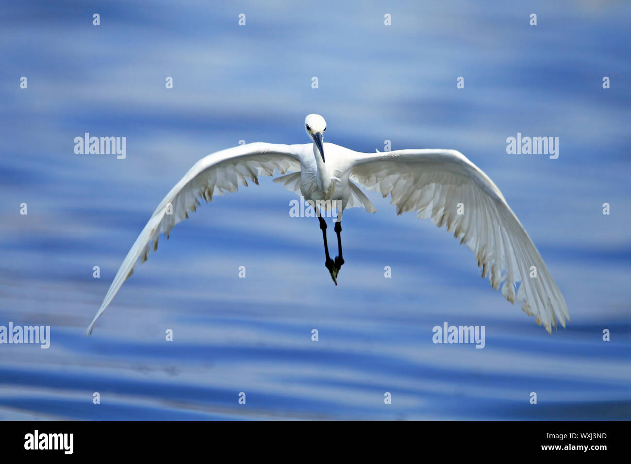 Little Egret (Egretta garzetta) flying over ocean, Indonesia Stock Photo