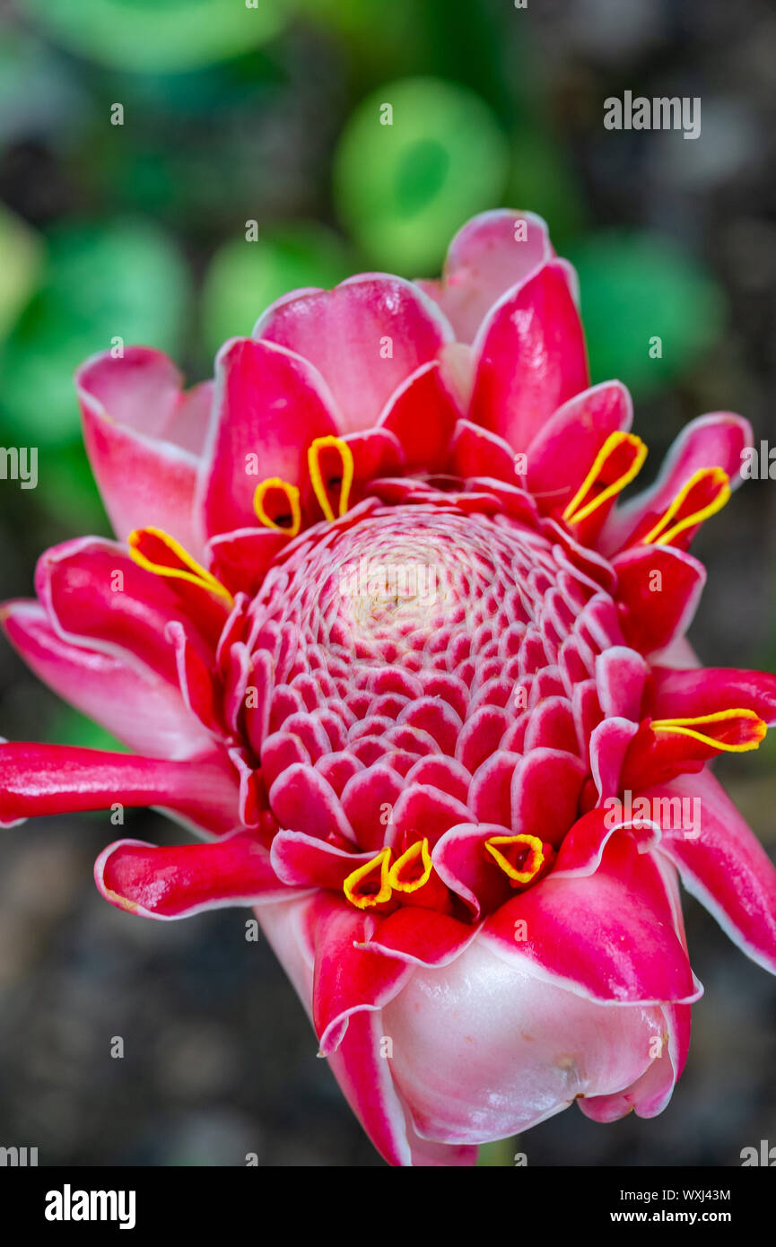 Protea Flower Wild Plant In The Rainforest Stock Photo Alamy