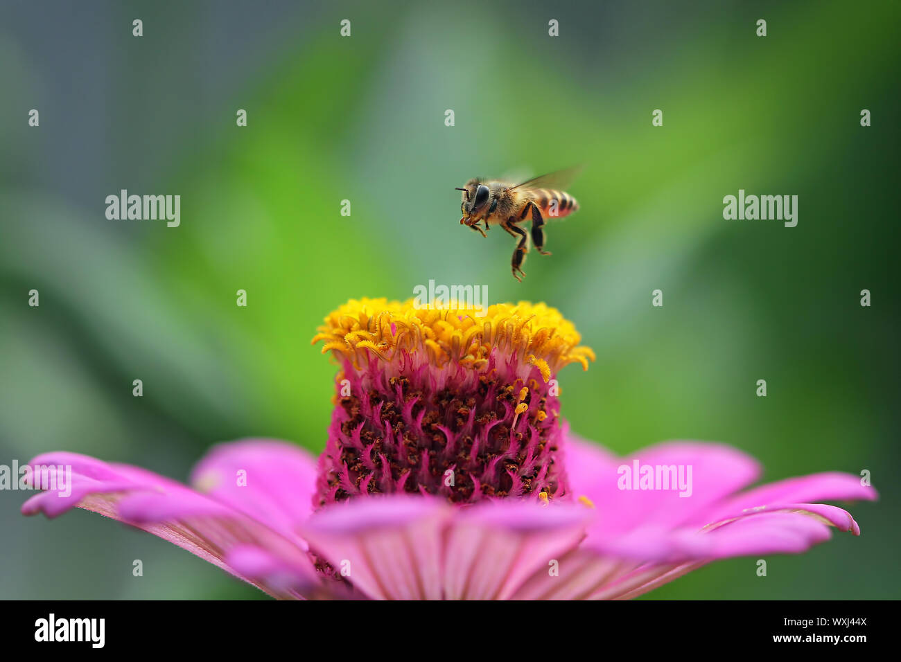 Bee hovering over a flower, Indonesia Stock Photo