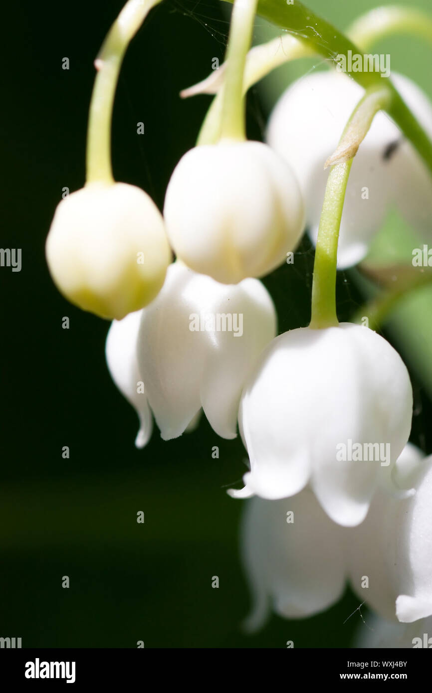Lily valley flowers front hi-res stock photography and images - Alamy