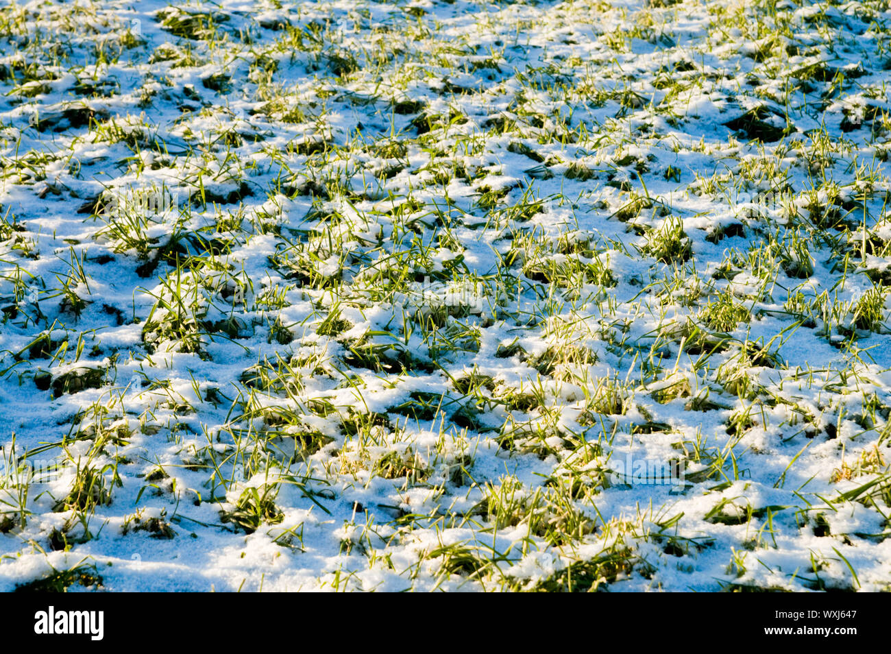 winter crops under snow Stock Photo - Alamy