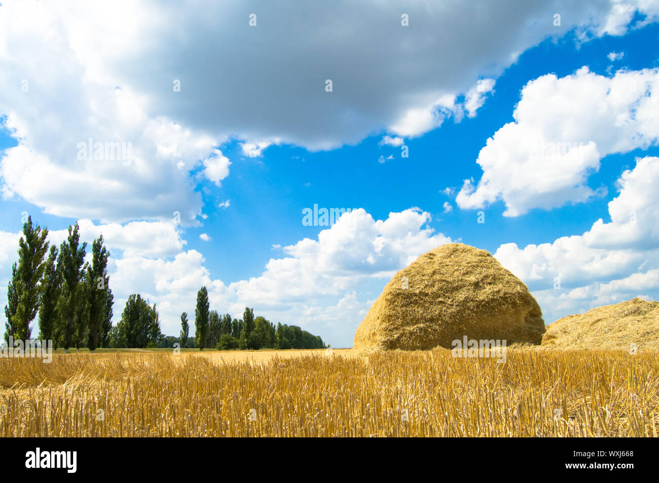 heap of straw after harvesting Stock Photo Alamy