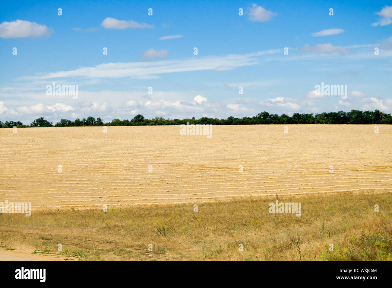 steppe field of yellow color Stock Photo Alamy