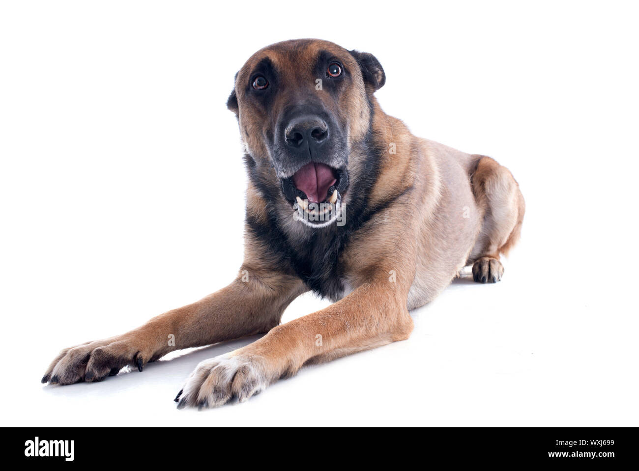 purebred belgian sheepdog malinois who talk on a white background Stock Photo