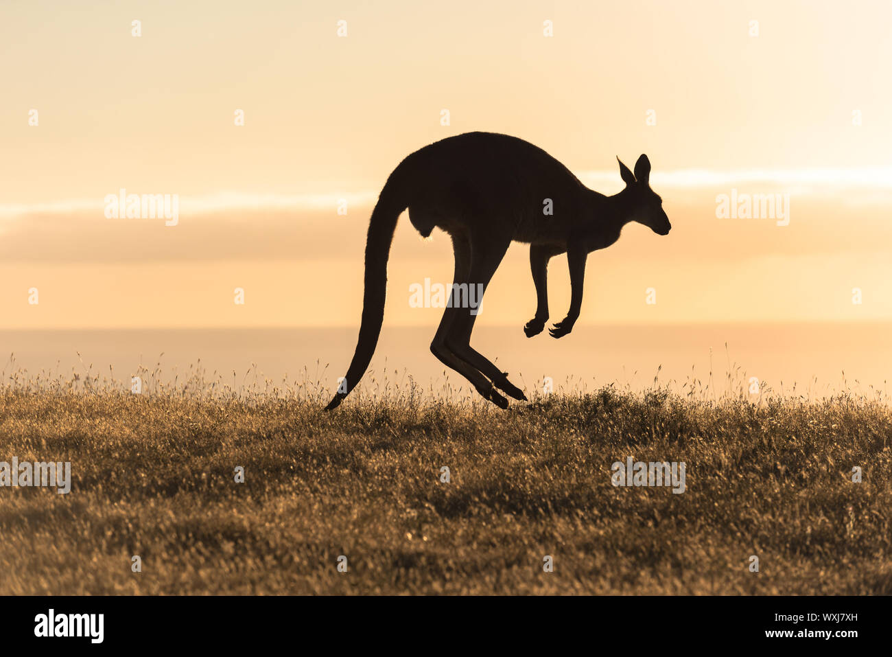 Silhouette of a Jumping Kangaroo, Deep Creek Conservation Park, South Australia, Australia Stock Photo