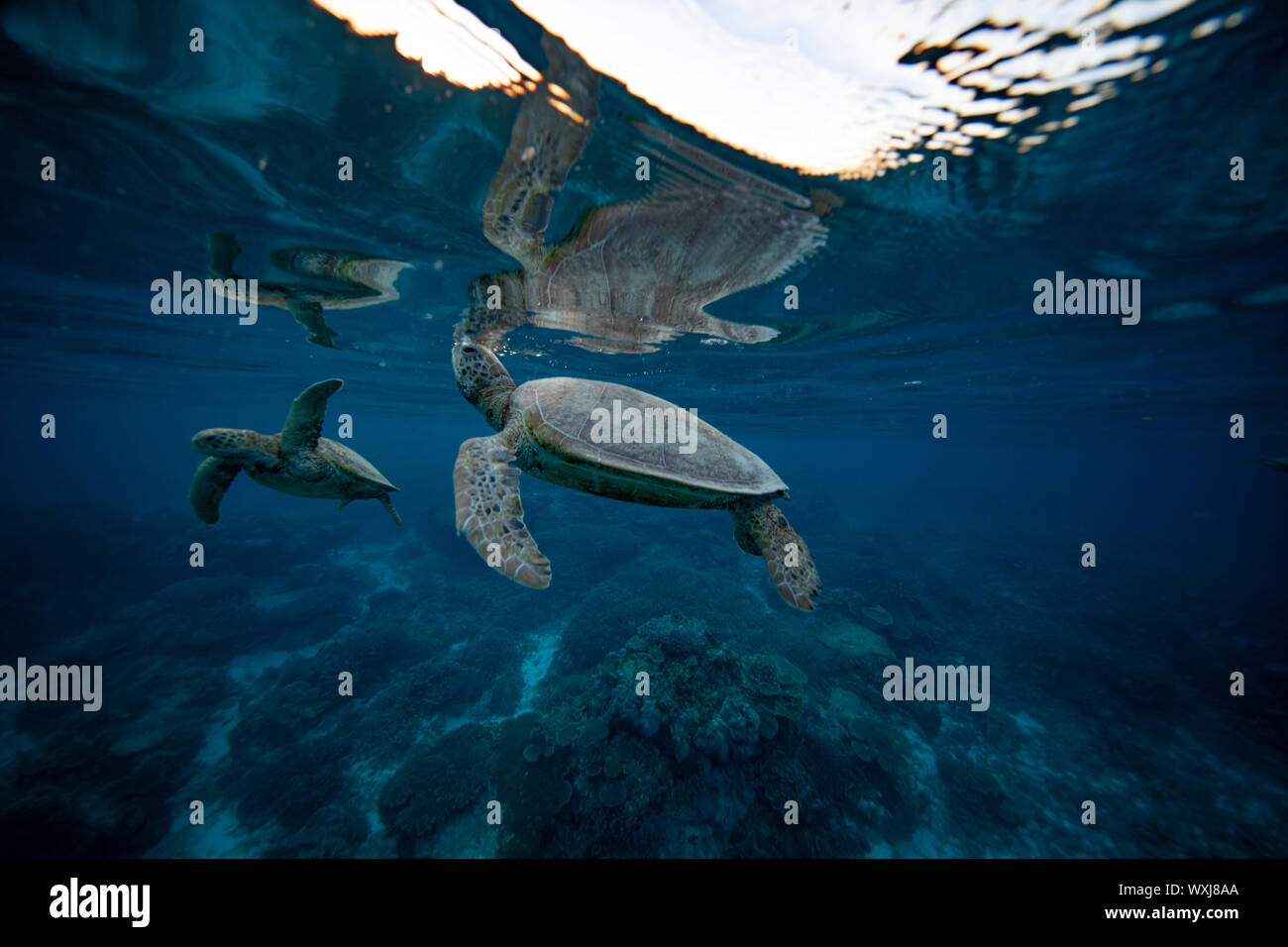 Two sea turtles swimming in ocean, Lady Elliot Island, Great Barrier Reef, Queensland, Australia Stock Photo
