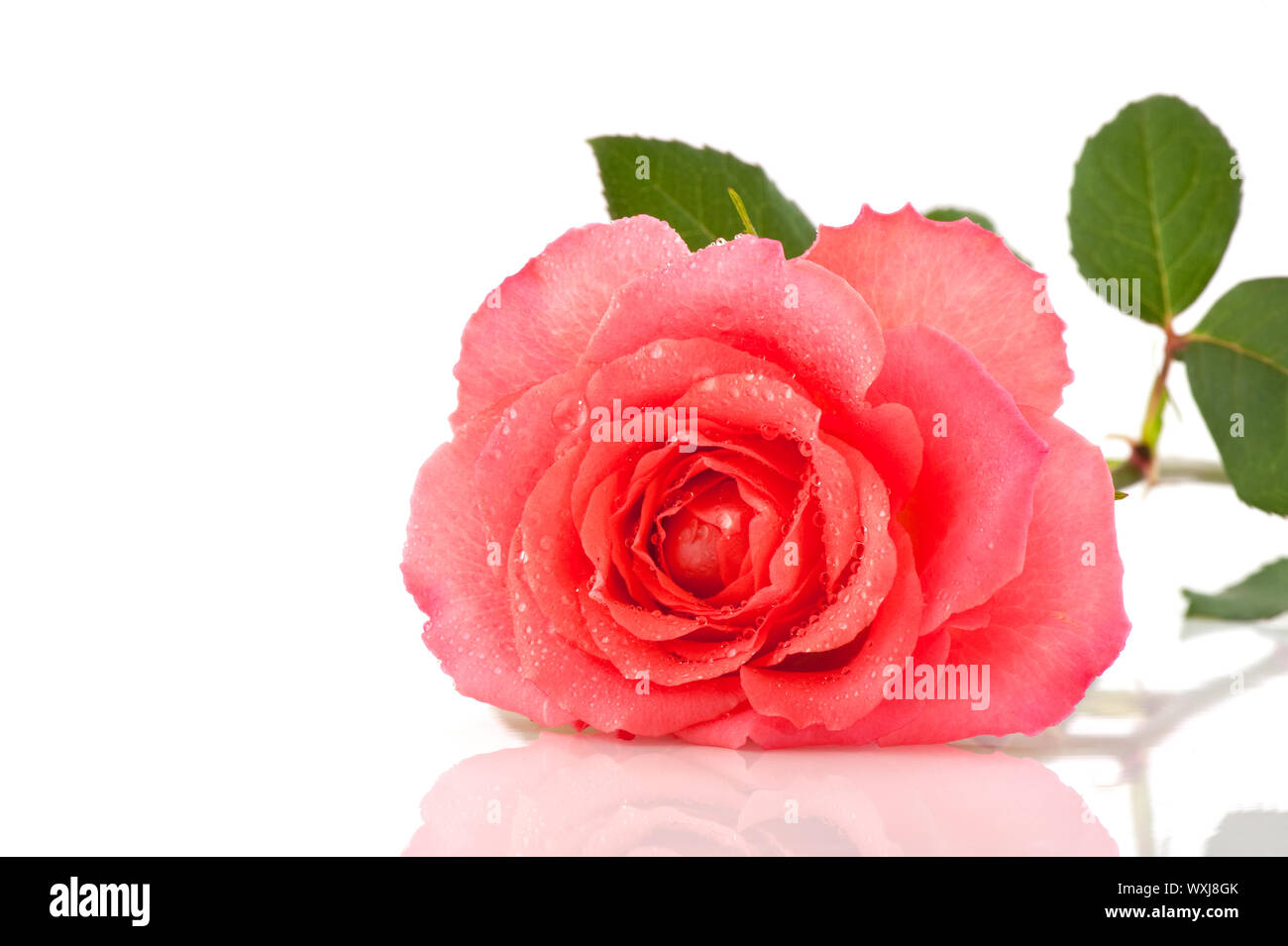 close up of a beautiful pink rose with water drops Stock Photo - Alamy
